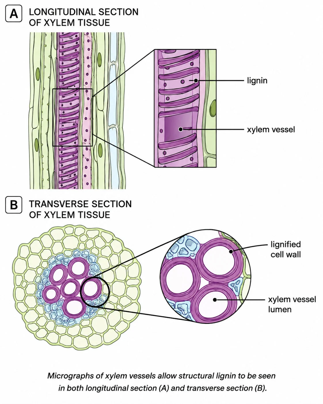 Xylem vessel structure