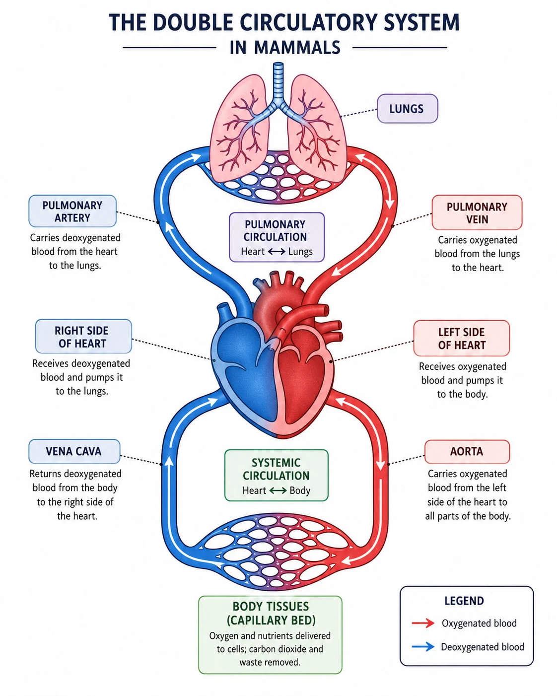 Double circulatory system in mammals