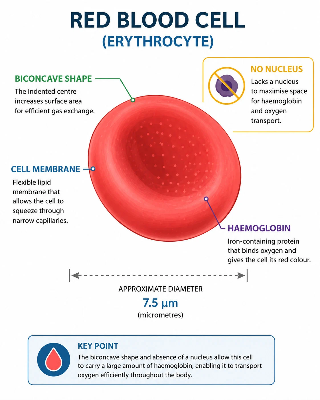 Red blood cell structure and size