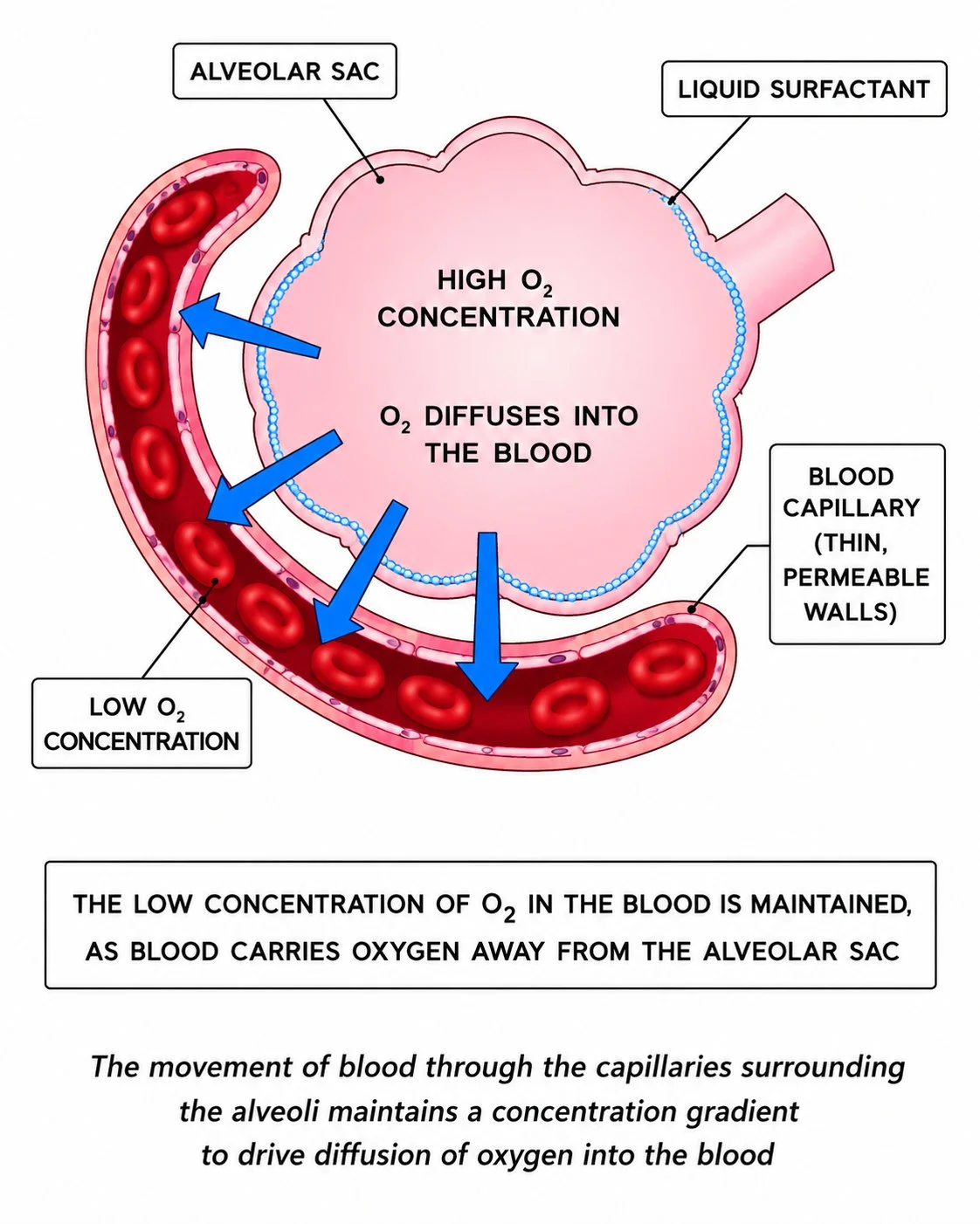 Diffusion at the alveolar surface