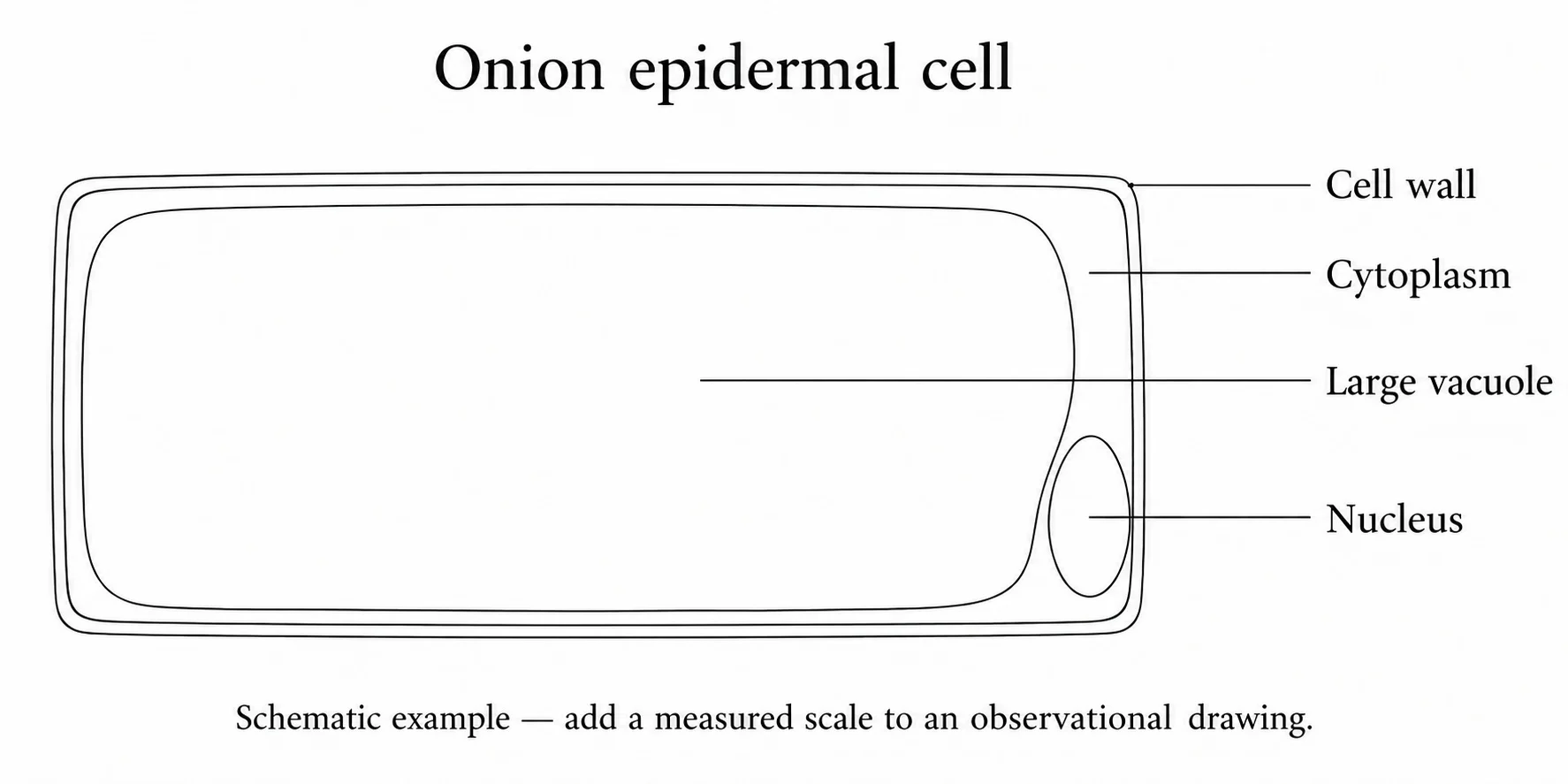 Biological drawing example: clear unshaded lines and correctly placed label lines