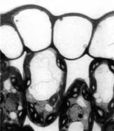 Plant cells viewed with a light microscope