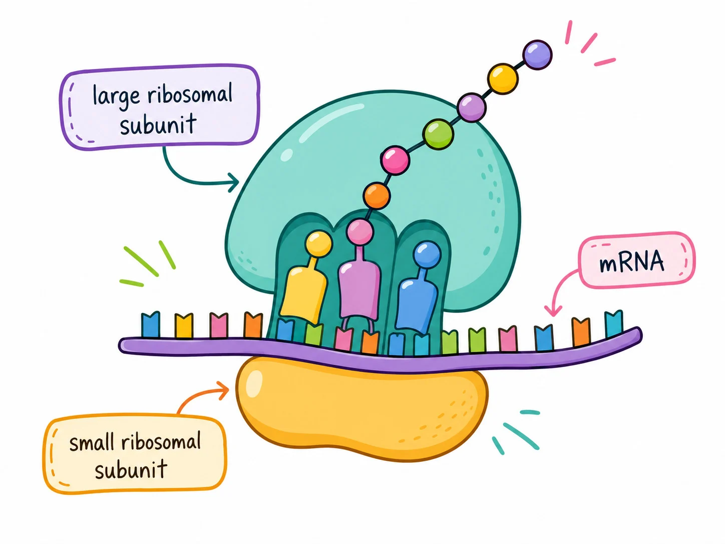 Ribosome translating messenger RNA