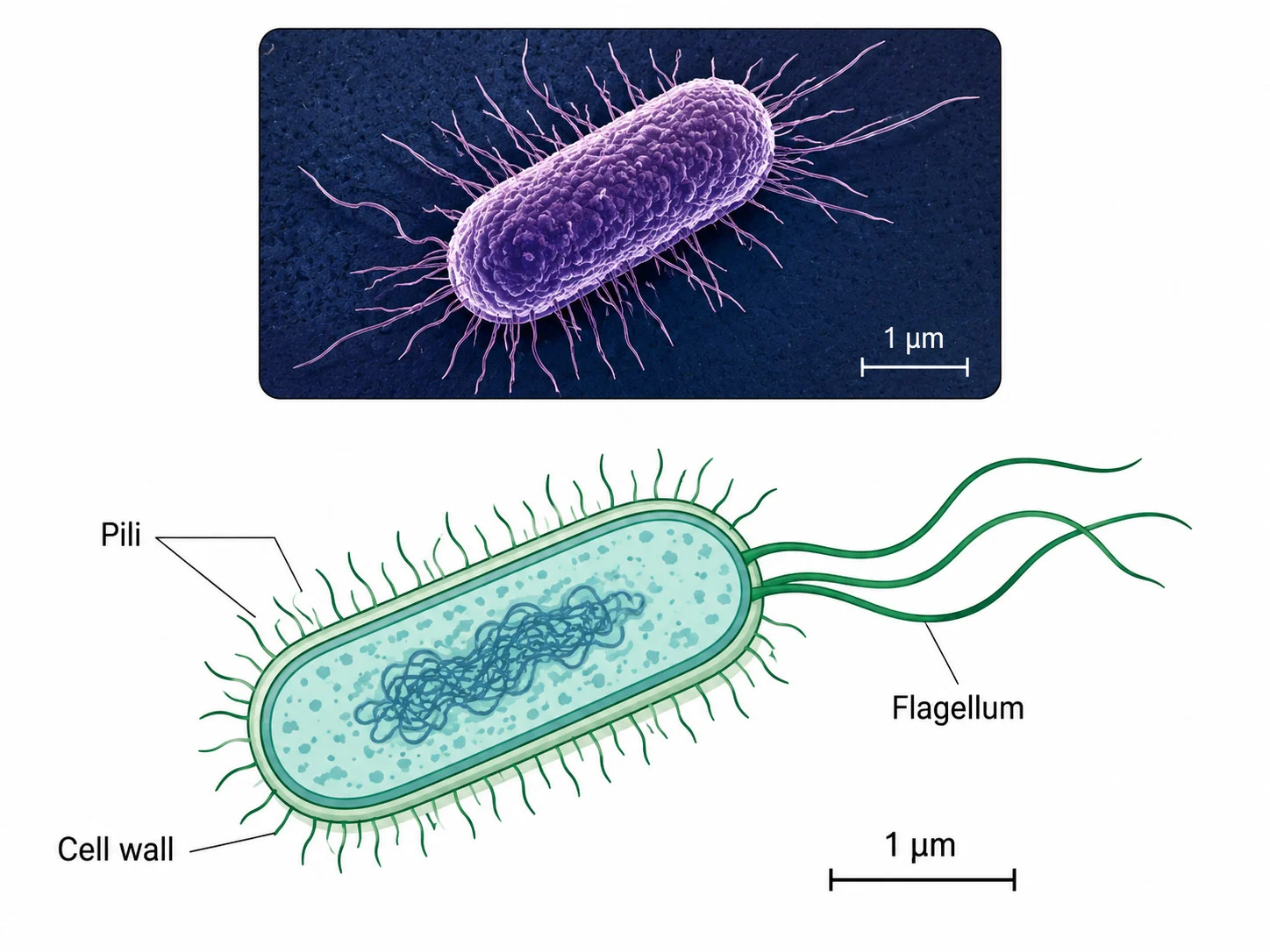 Bacterial ultrastructure