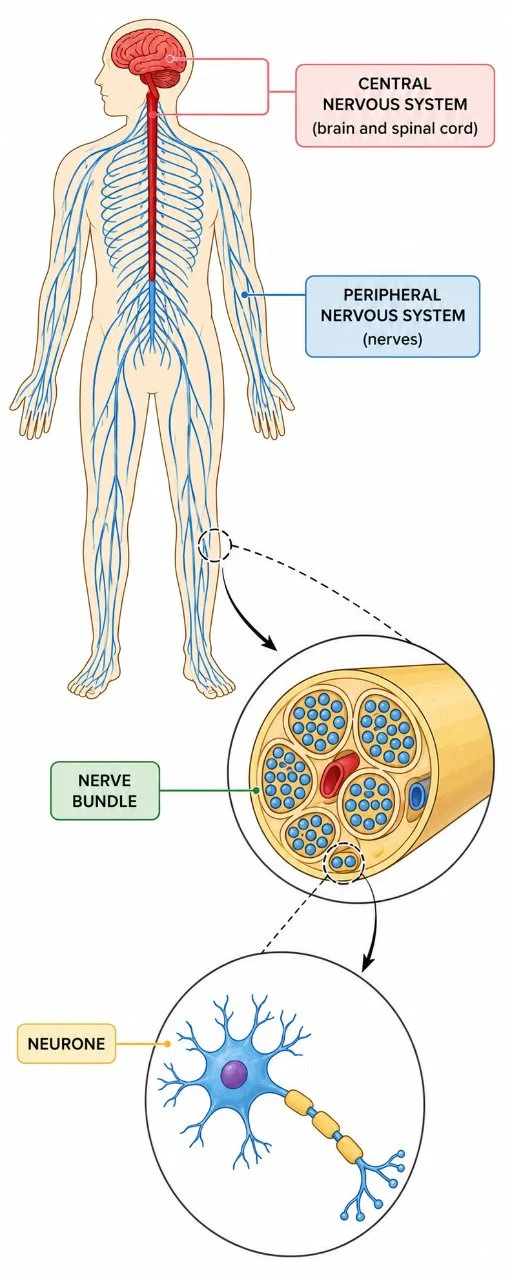 Organisation of the central and peripheral nervous systems