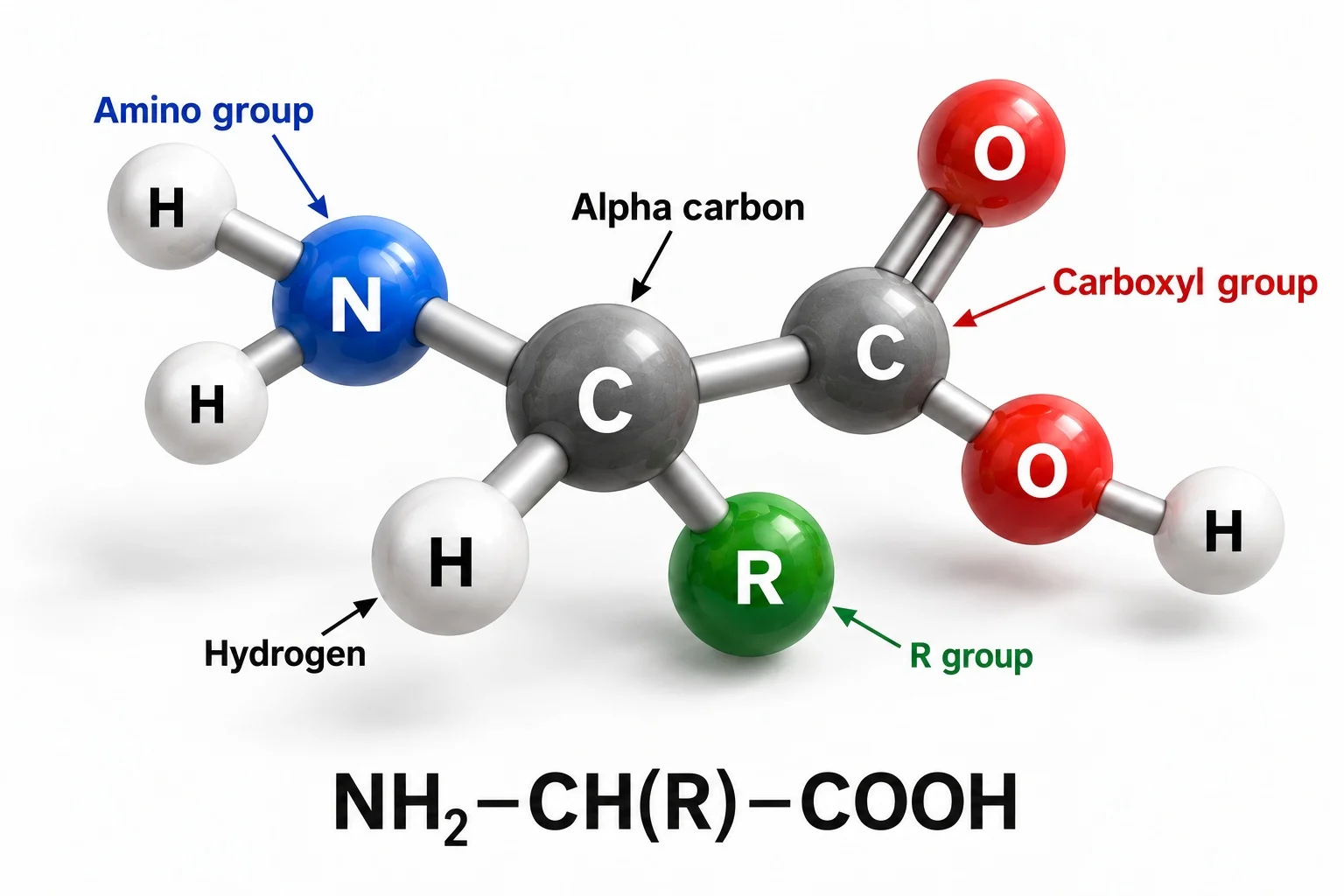 General structure of an amino acid, showing the variable R group.