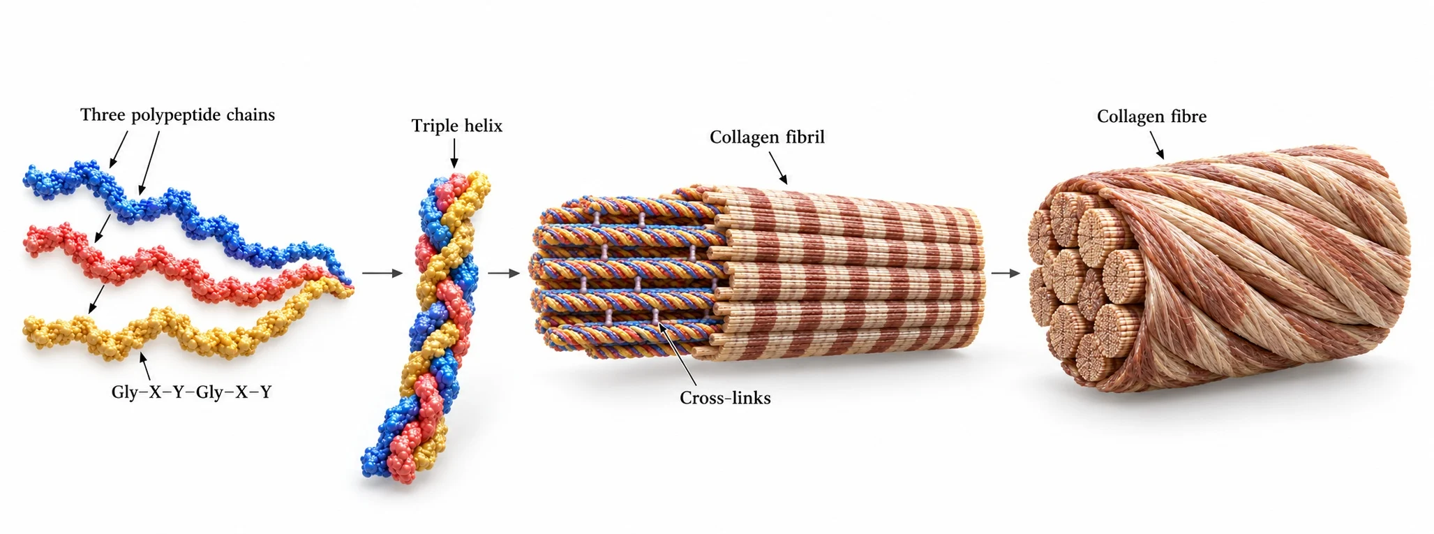 Polypeptide chains fold and assemble into higher-order protein structures.