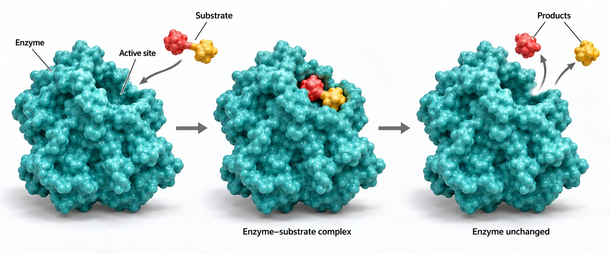 Realistic conceptual model of enzyme action: substrate binding, enzyme–substrate complex and product release