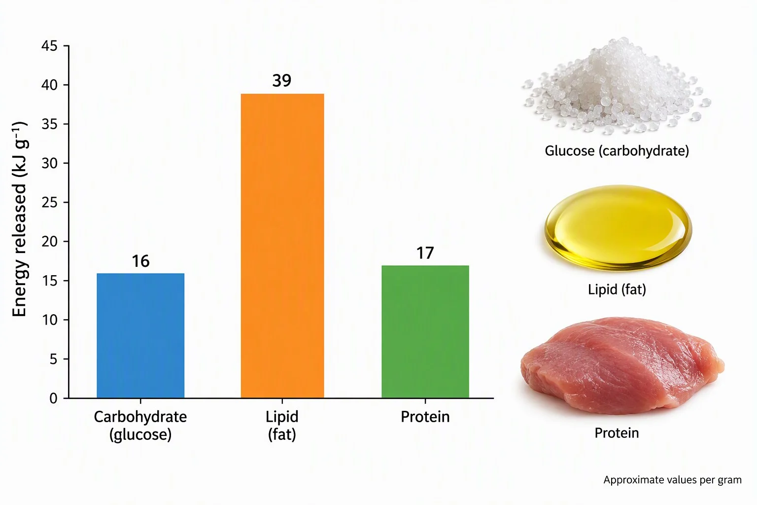 Respiratory substrates
