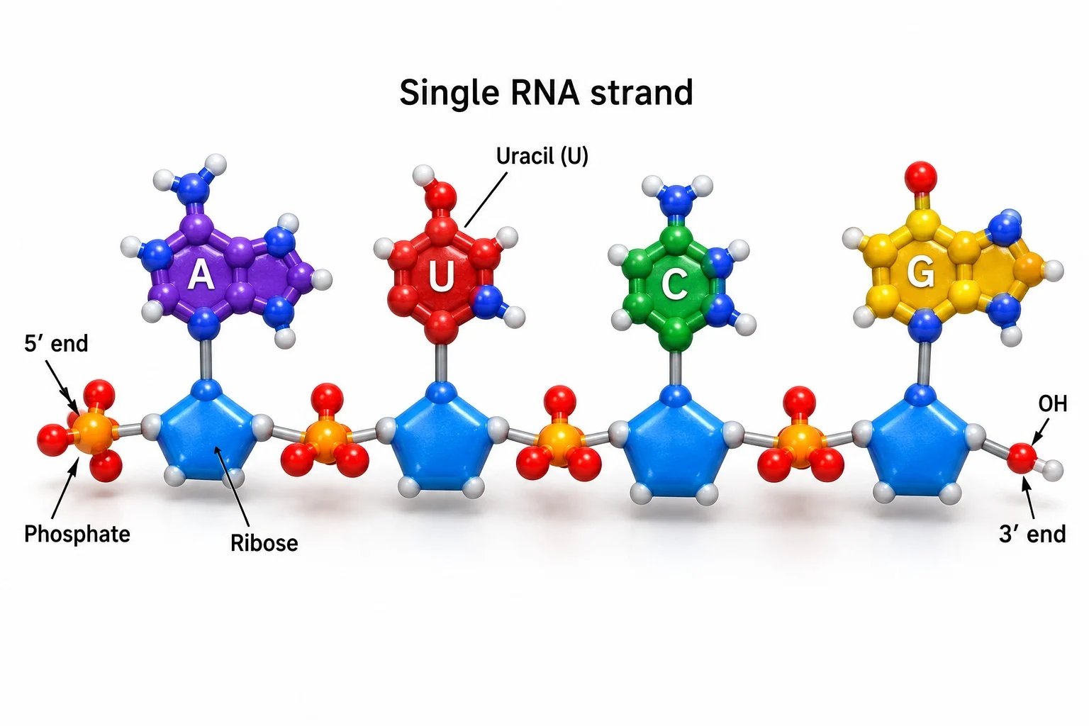 Covalent bonding in biological polymers — section 4