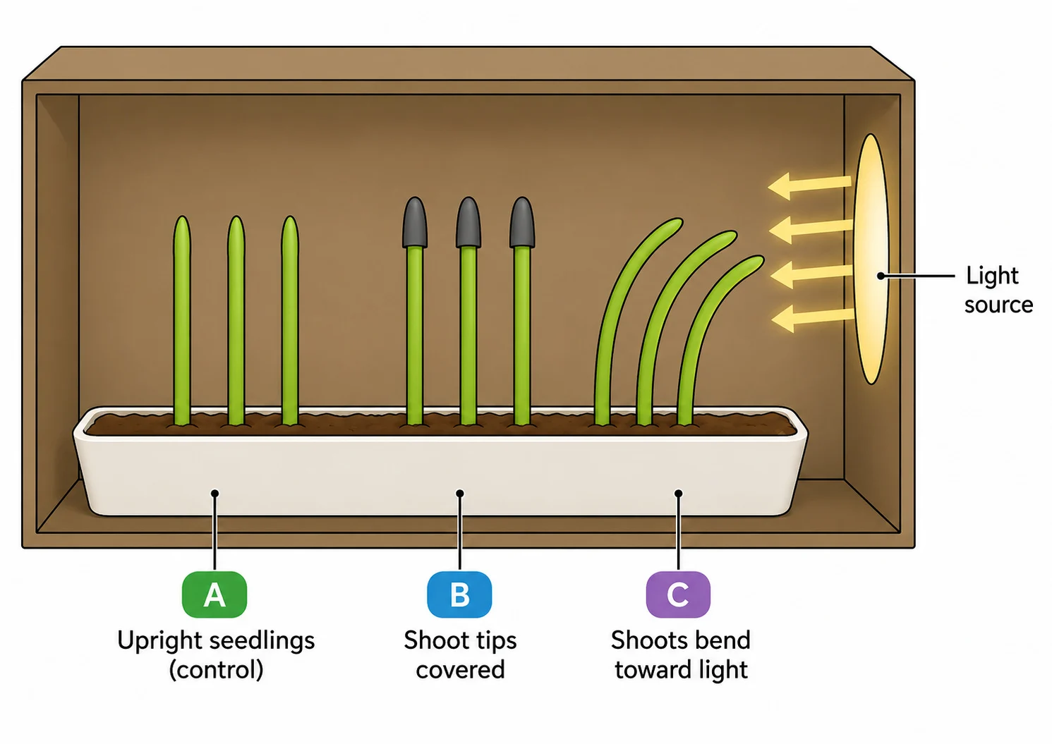 Shoot tip experiments demonstrating phototropism