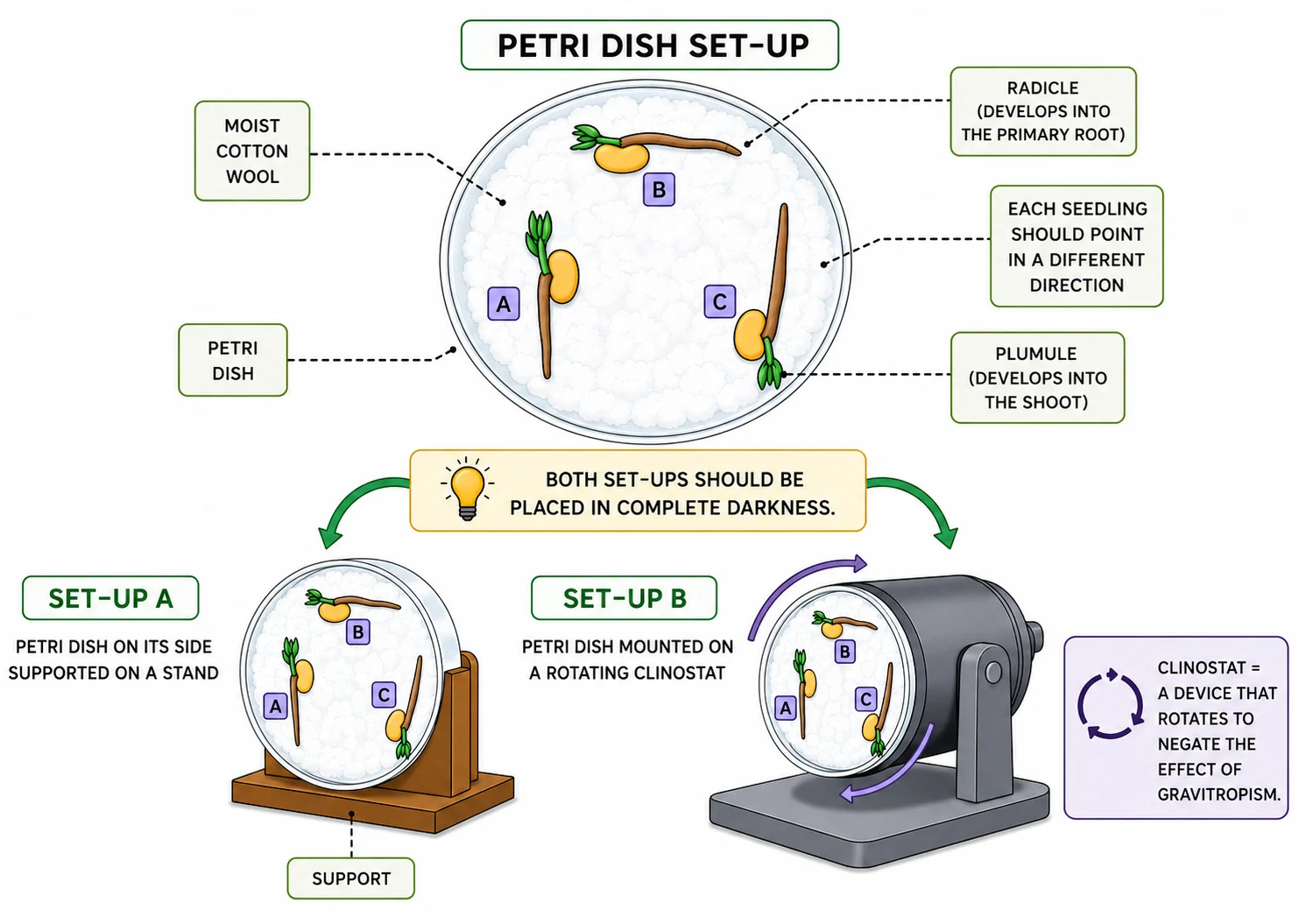 Petri dish and clinostat investigation of gravitropism