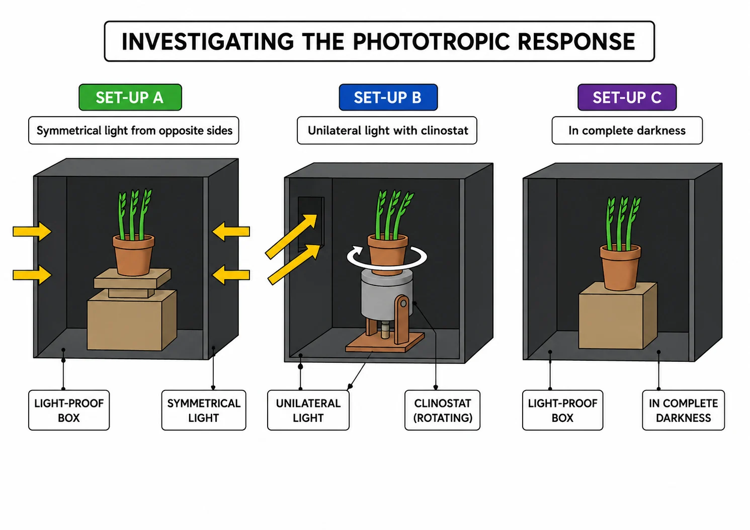 Unilateral light, rotating clinostat and dark controls in a phototropism investigation