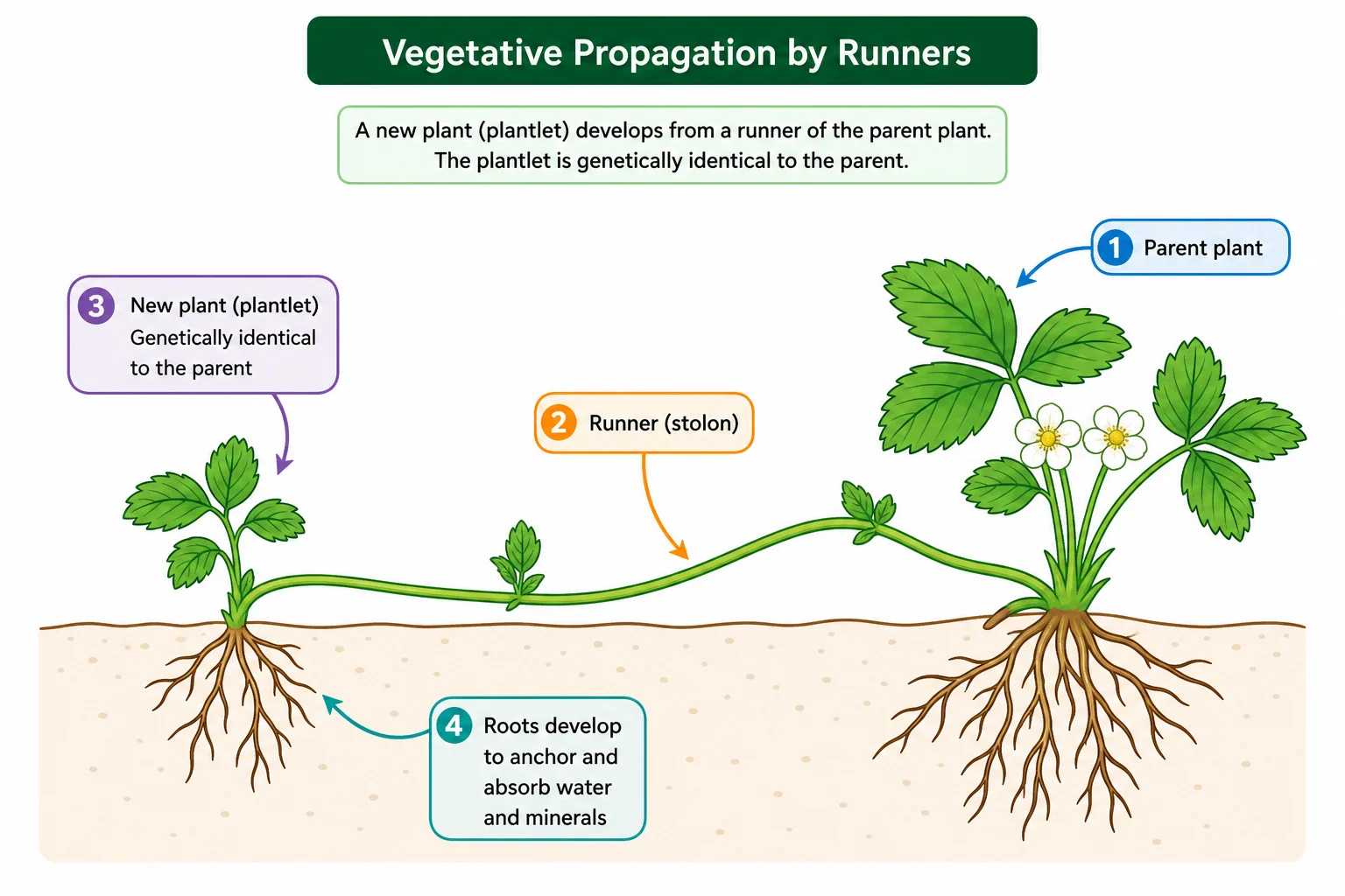 Vegetative propagation by runners in strawberry plants