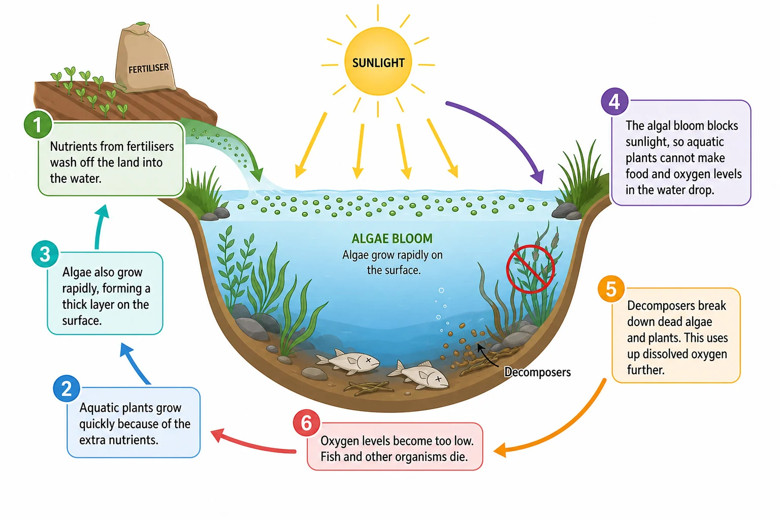 Eutrophication following fertiliser runoff into water