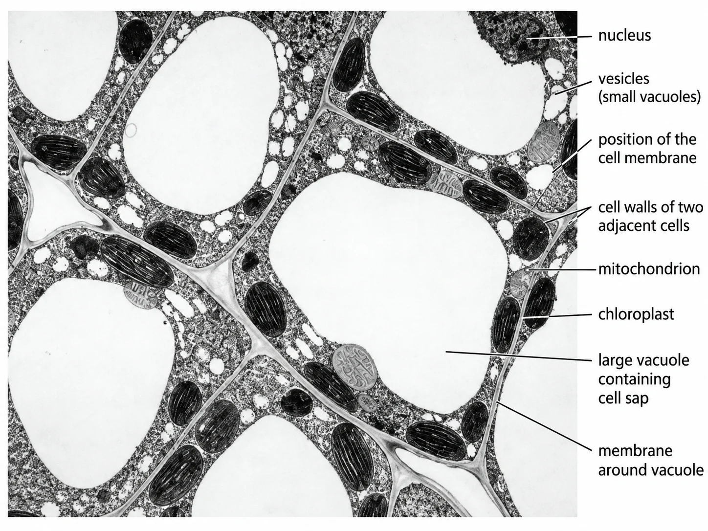 Plant cell structures in a micrograph-style view