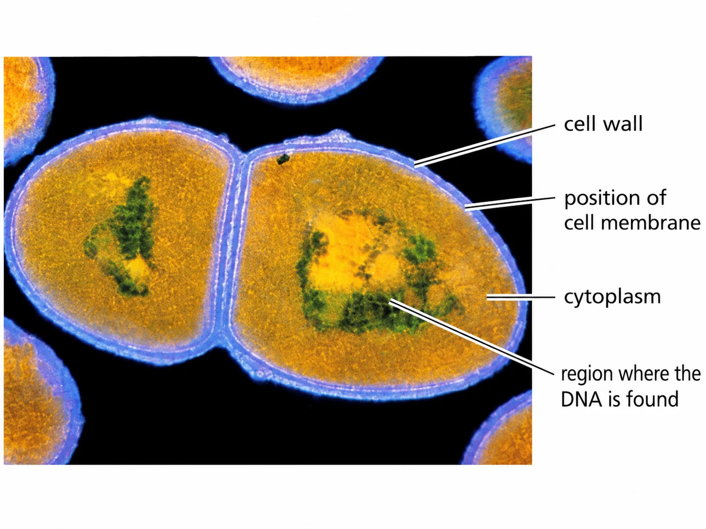 Bacterial cells showing cell wall and cytoplasm