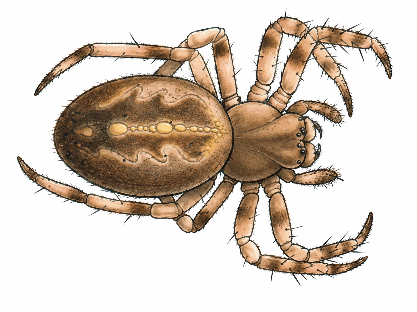 Spider showing the body regions and eight legs of an arachnid