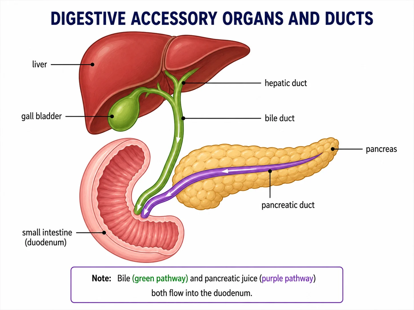 Liver, gall bladder, pancreas and ducts showing the route of bile