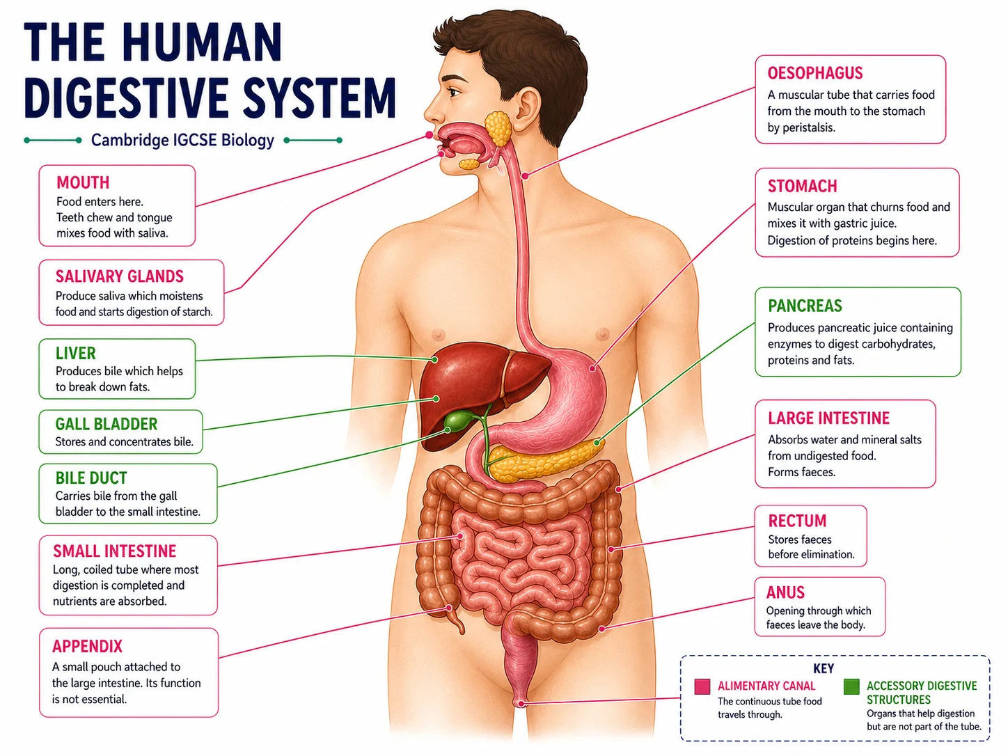 Human digestive system and alimentary canal