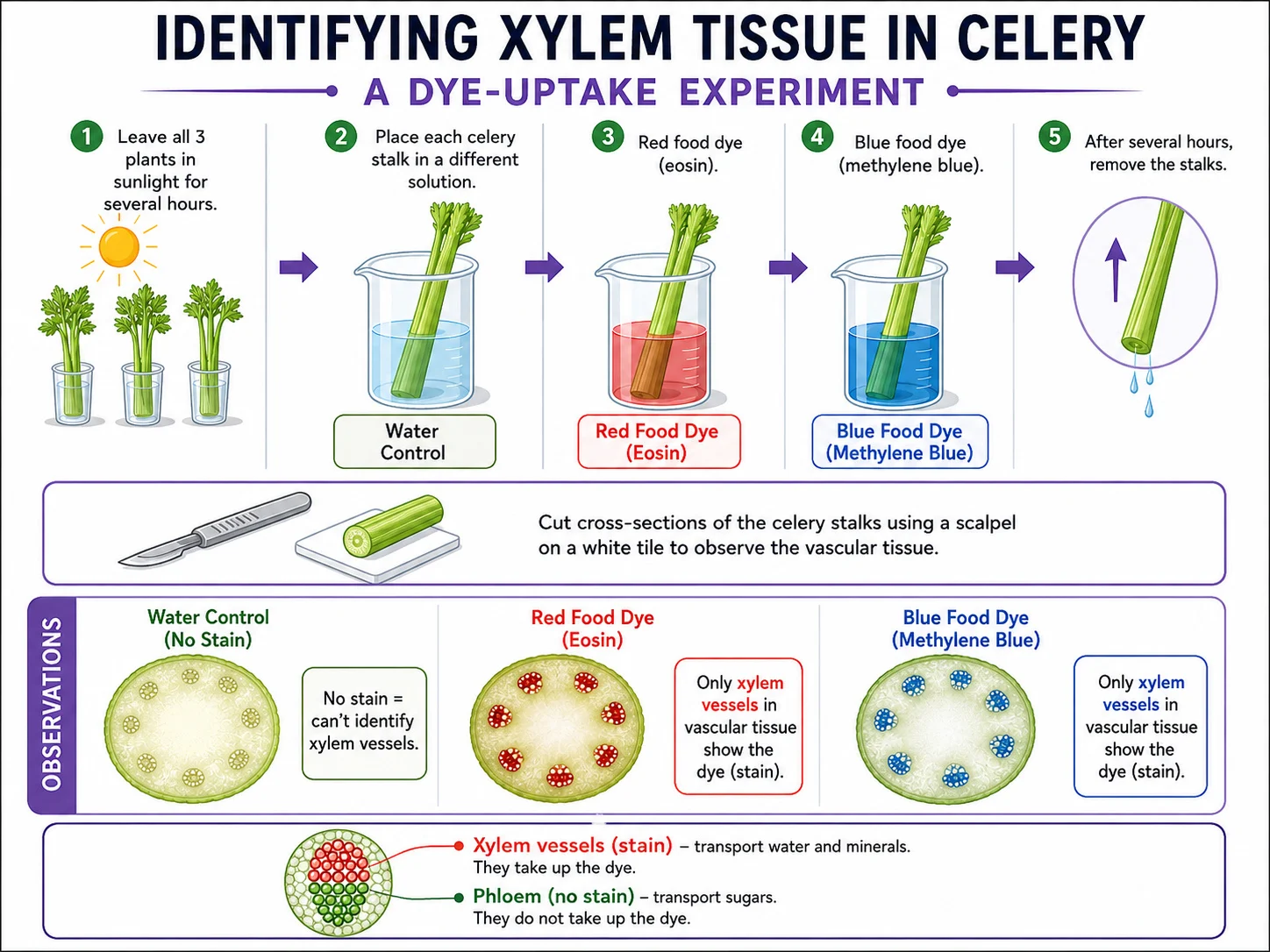 Using dye uptake in celery to identify xylem tissue