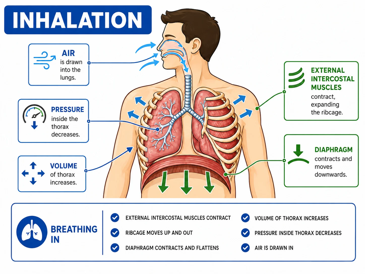 Inhalation: diaphragm contraction and increase in thoracic volume