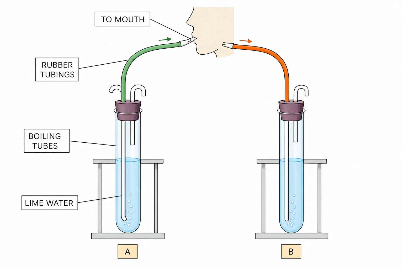 Limewater apparatus comparing carbon dioxide in inspired and expired air