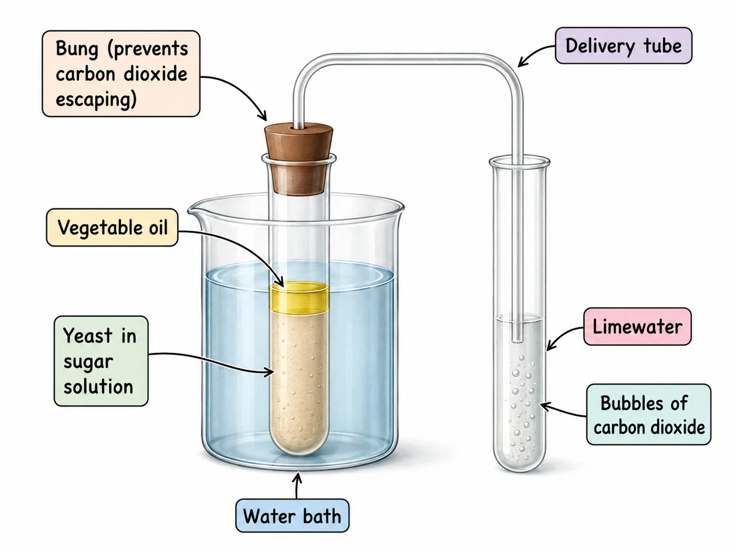 Anaerobic respiration in yeast: oil excludes oxygen and carbon dioxide is detected in limewater