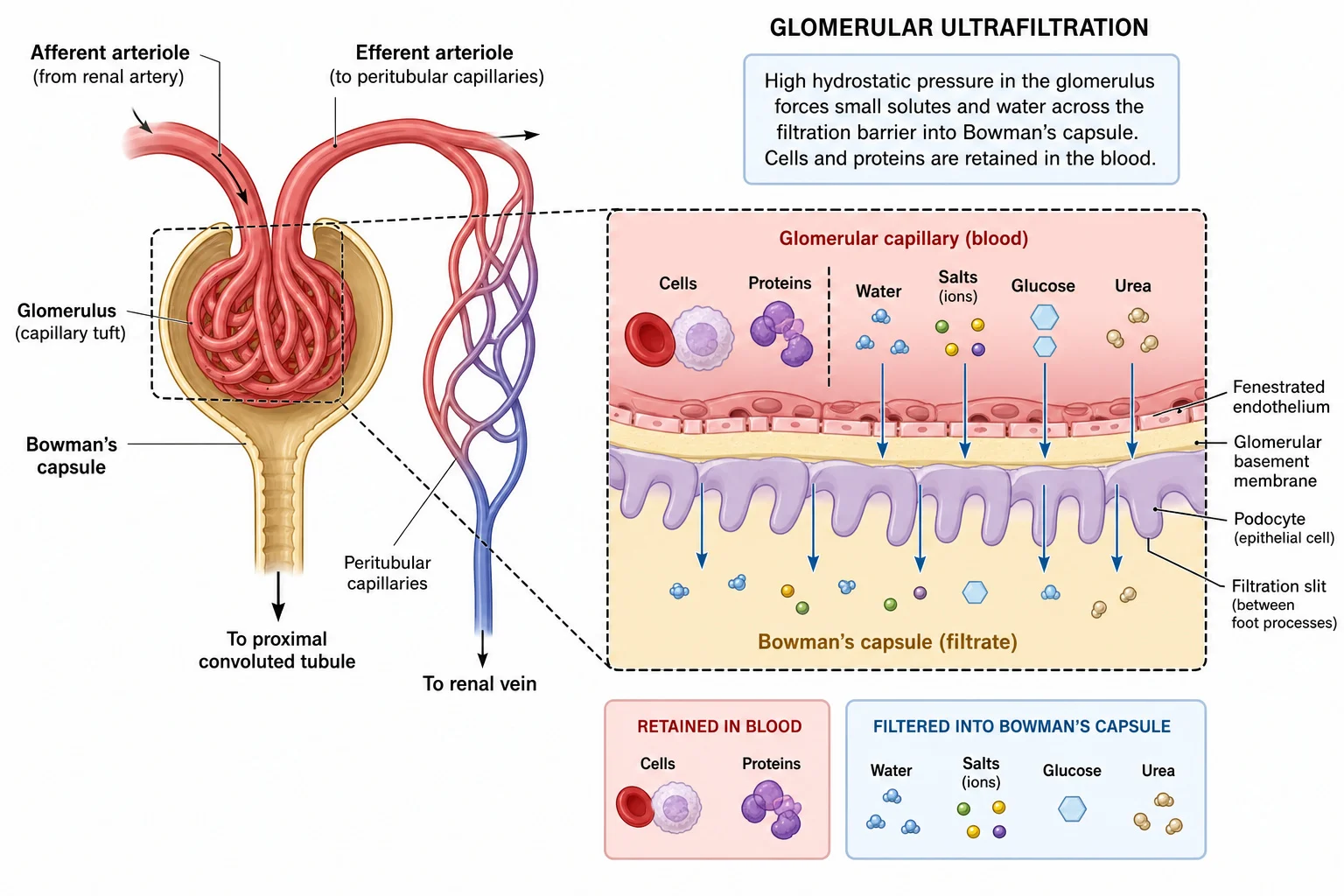 Glomerulus and filtration into Bowman’s capsule
