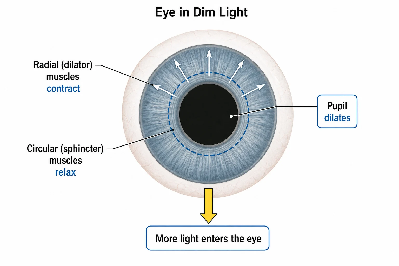 Iris muscle actions and pupil dilation in dim light