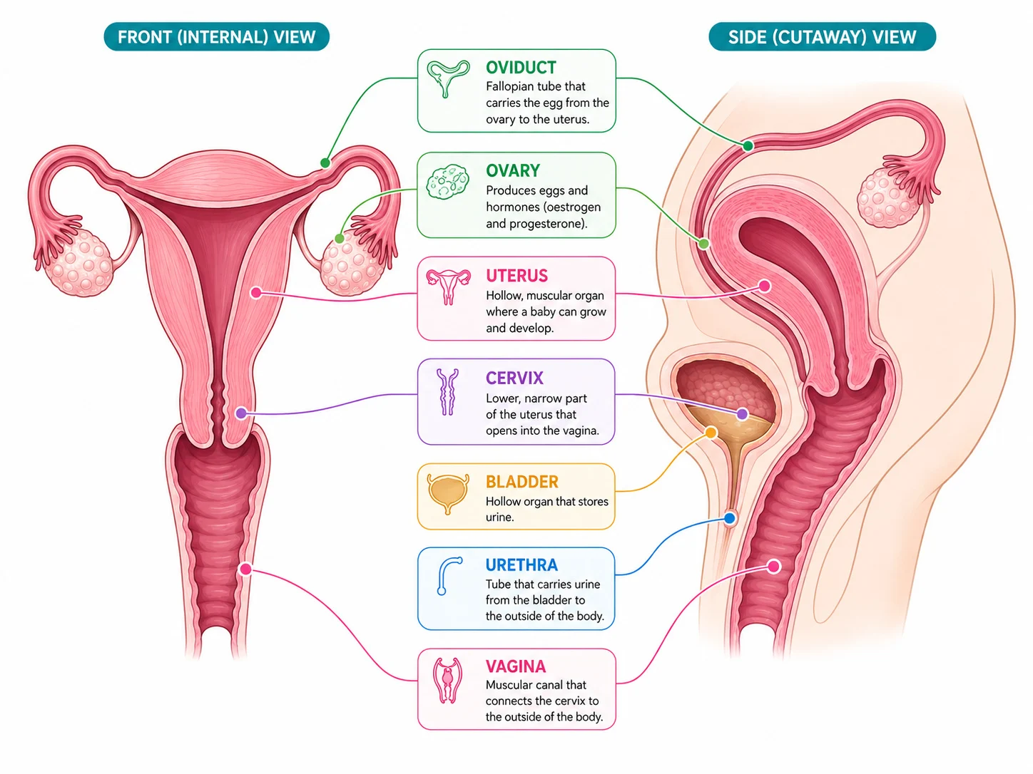 Female reproductive organs and their positions
