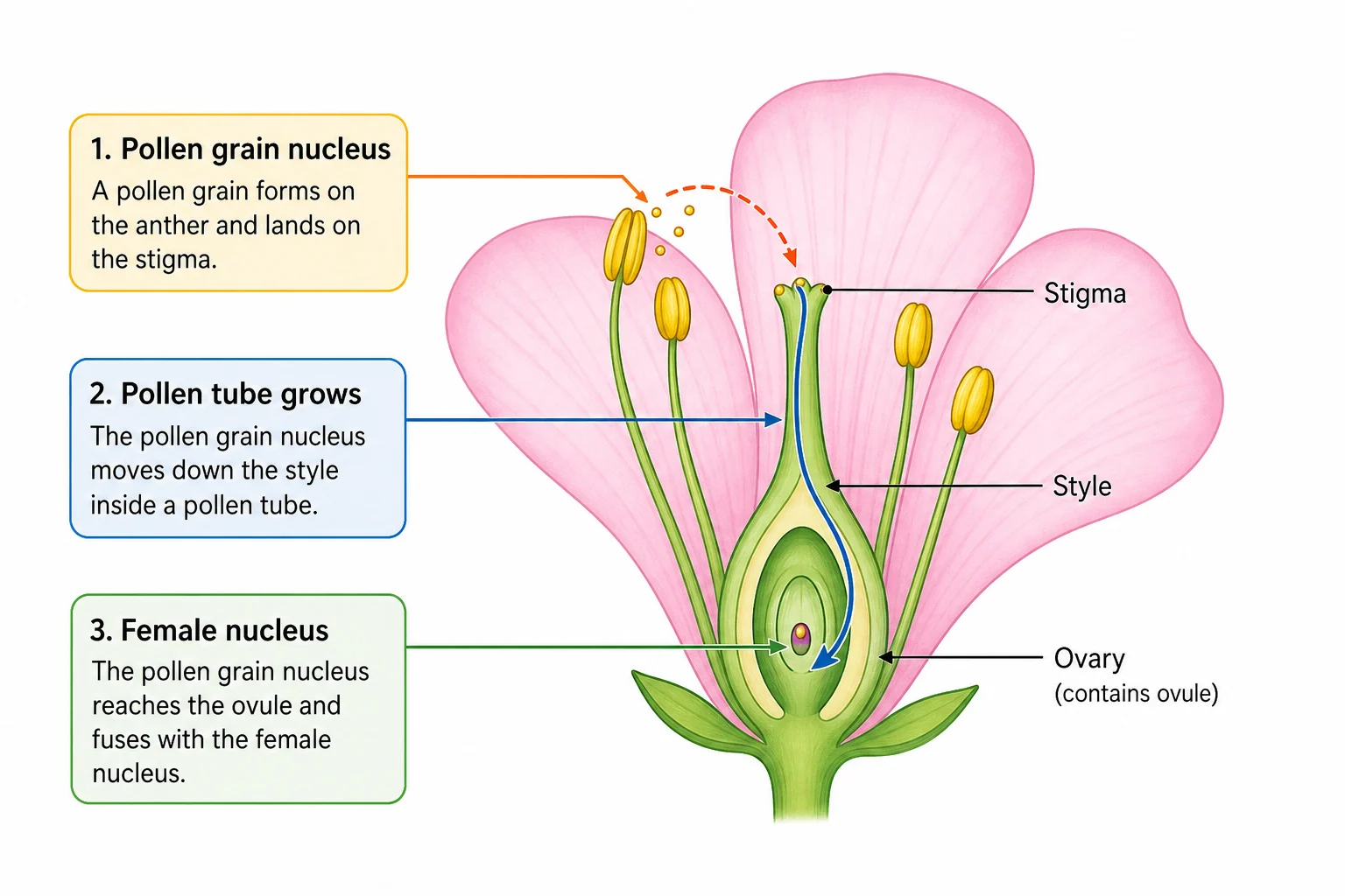Pollen tube growth and fertilisation inside a flower