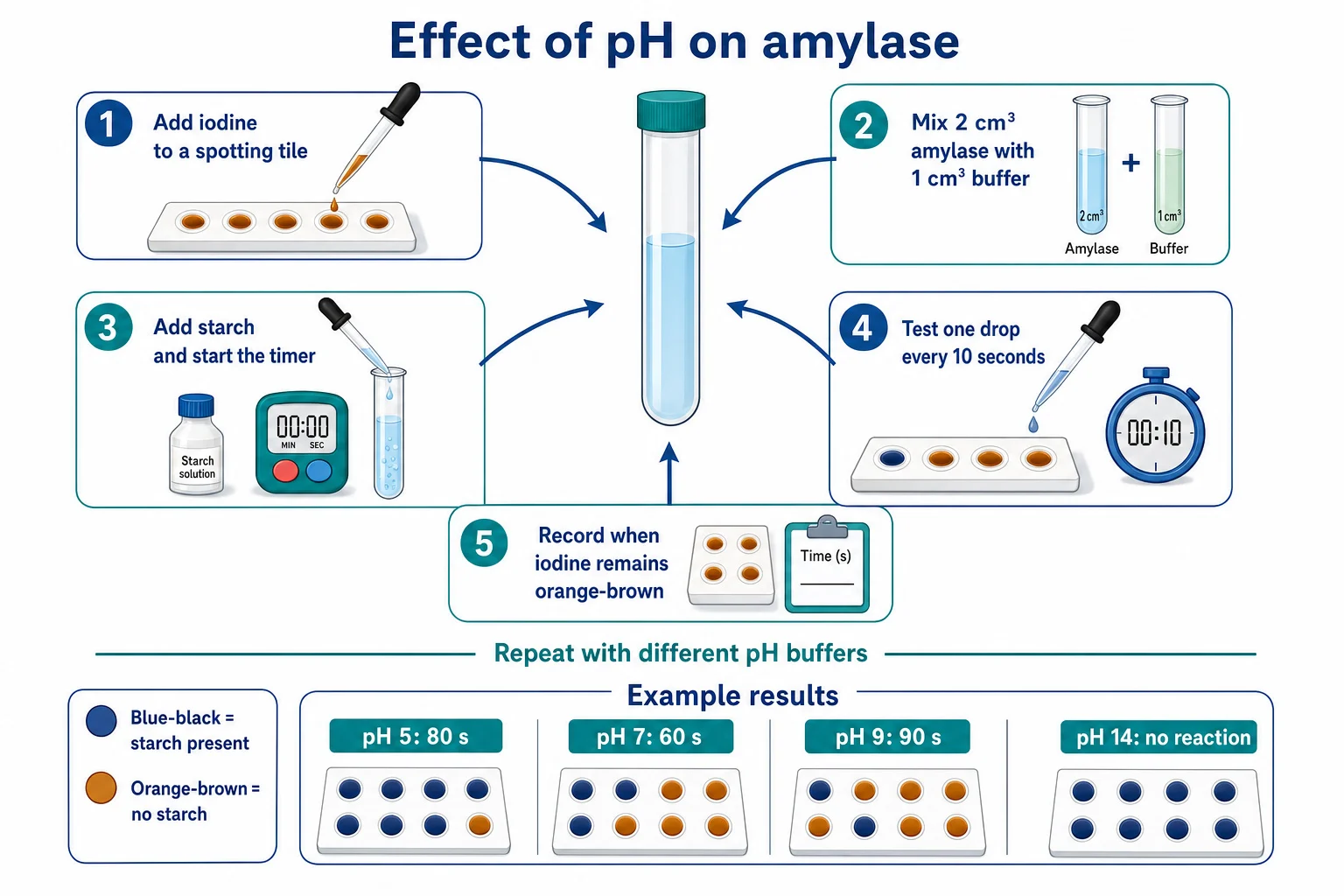 Investigating the effect of pH on amylase using iodine and a spotting tile