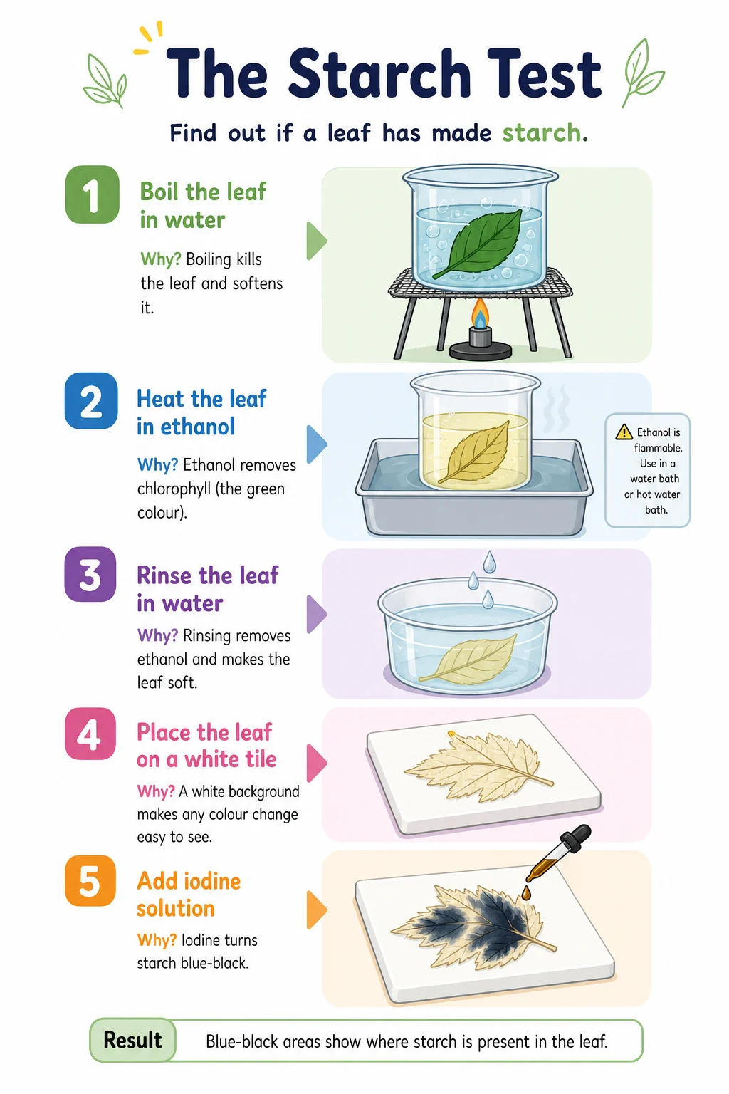 Testing a leaf for starch with hot water, ethanol in a water bath and iodine