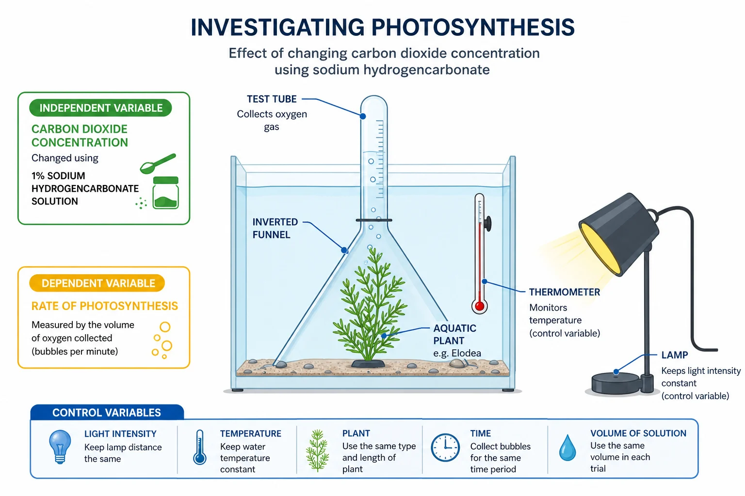Investigating carbon dioxide concentration and photosynthesis using pondweed