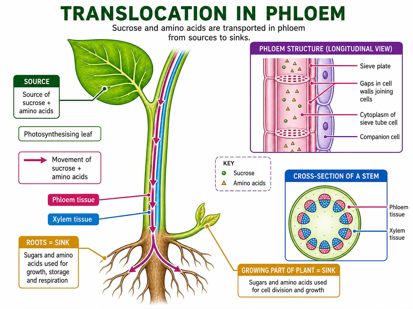 Translocation of sugars from sources to sinks through phloem