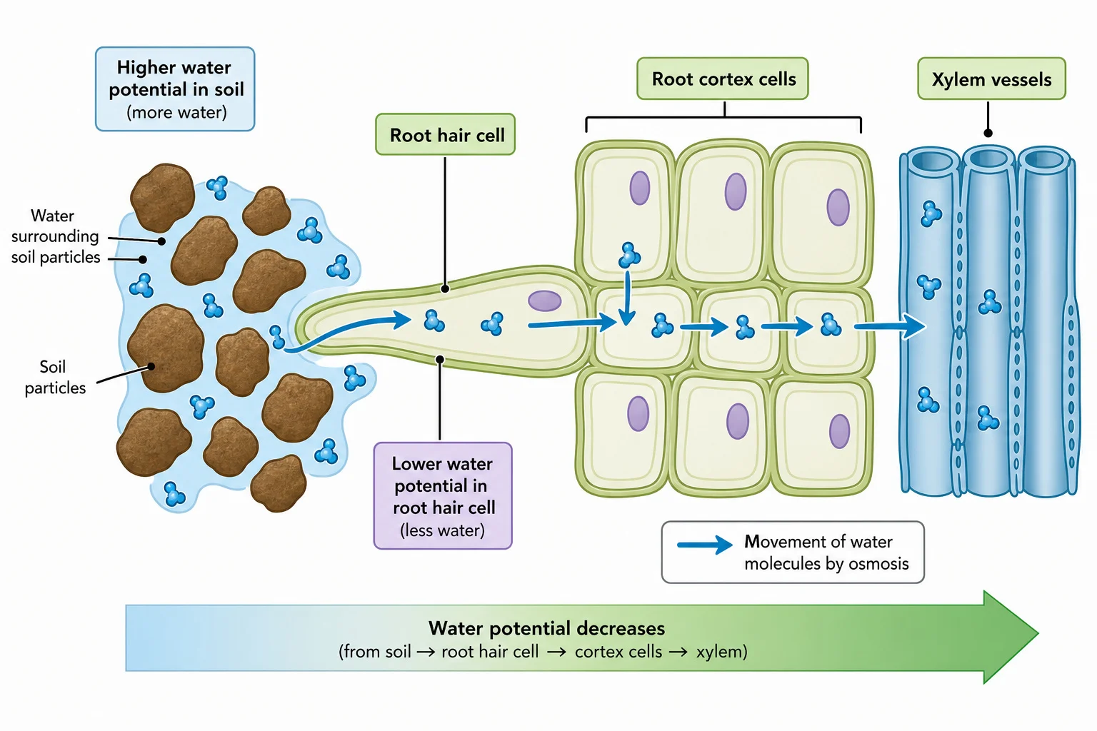 Water uptake by root hair cells through osmosis