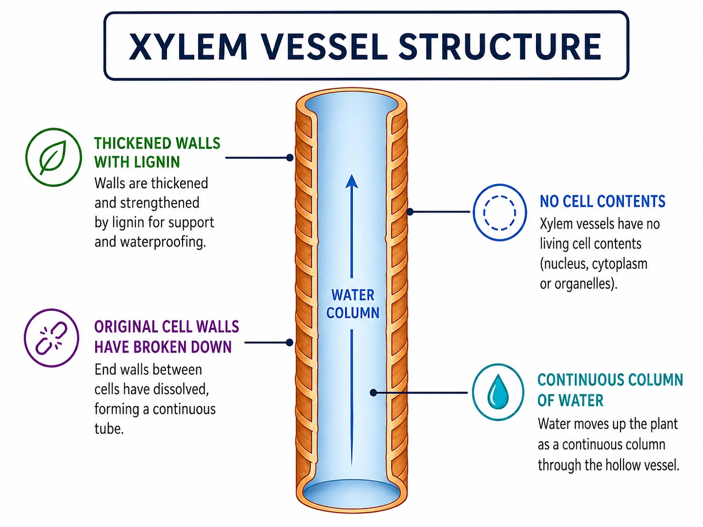 Structure of a xylem vessel