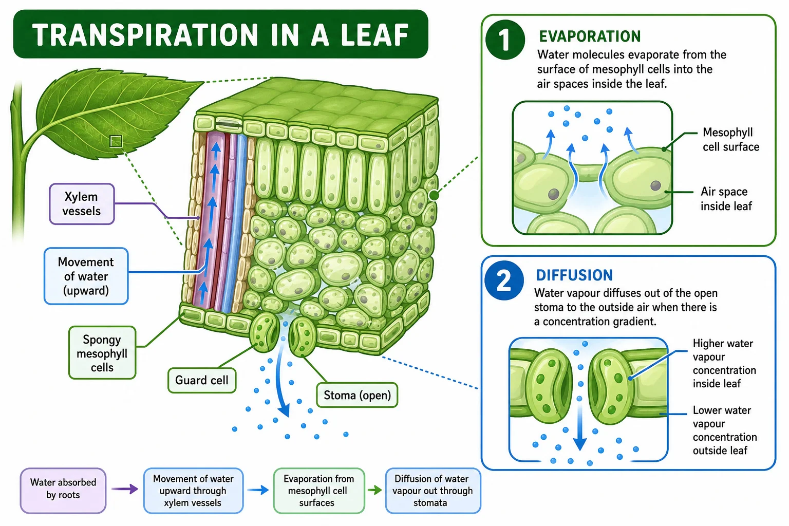 Evaporation and diffusion of water from a leaf during transpiration