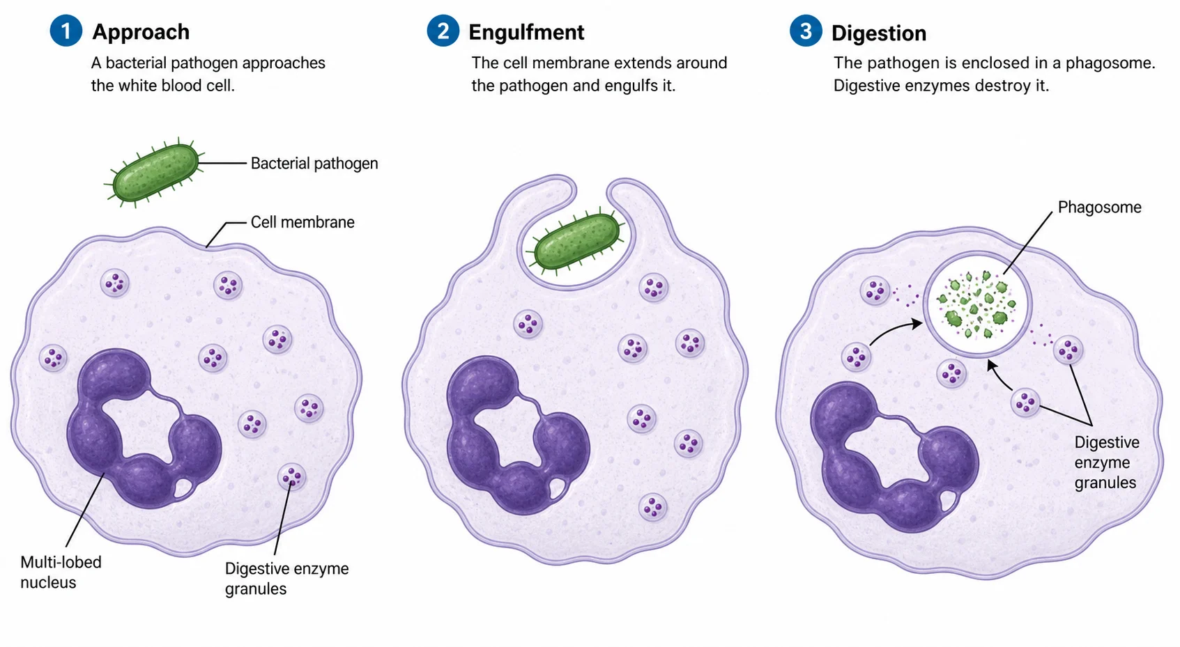 A phagocyte engulfing and digesting a pathogen