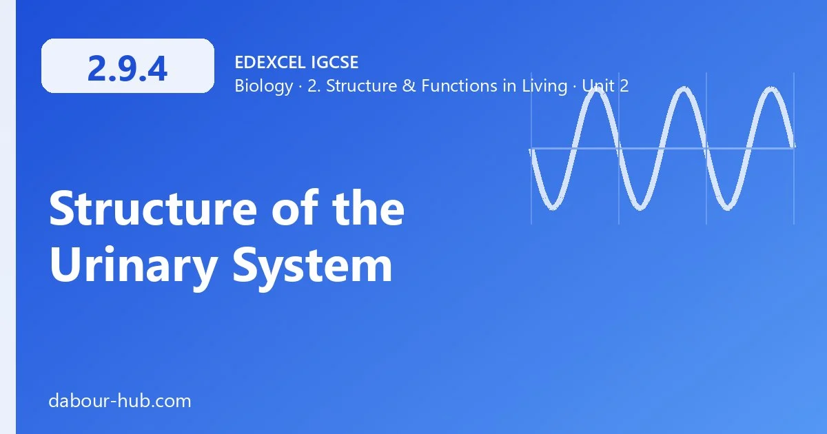 2.9.4 Structure of the Urinary System