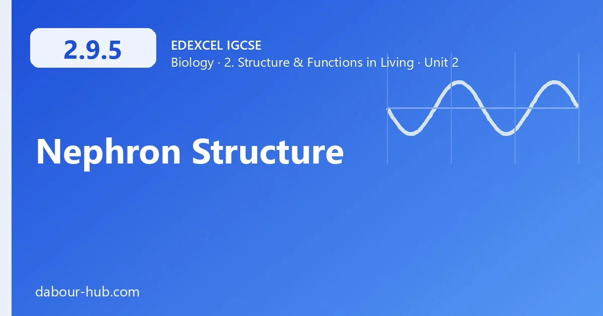 2.9.5 Nephron Structure