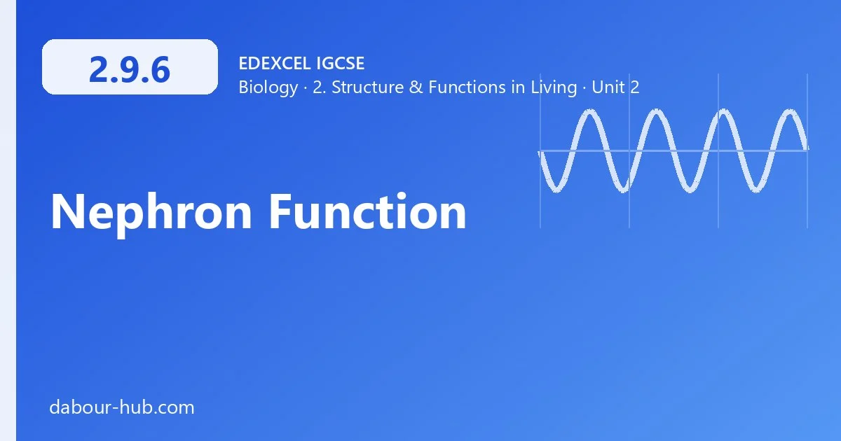 2.9.6 Nephron Function