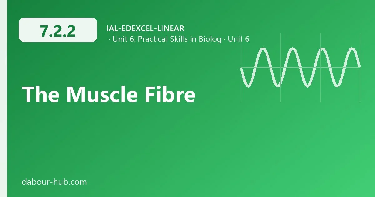7.2.2 The Muscle Fibre
