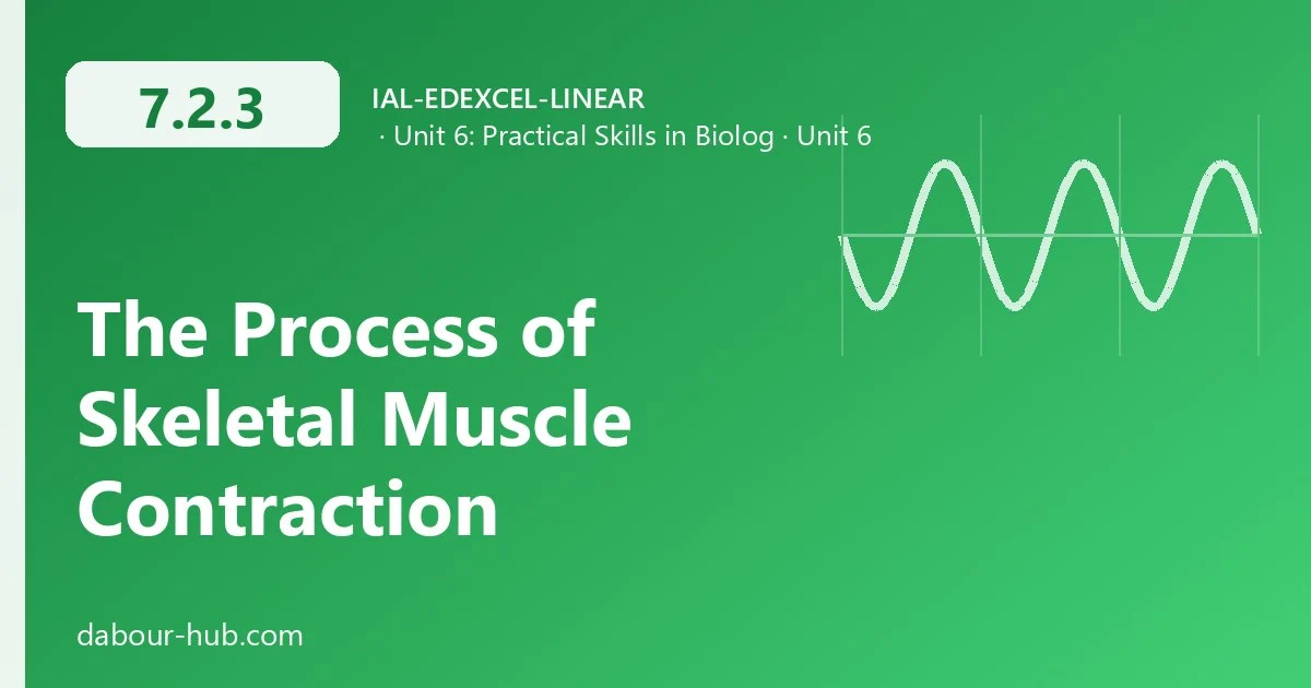 7.2.3 The Process of Skeletal Muscle Contraction