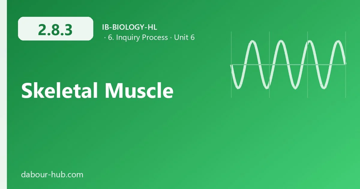 2.8.3 Skeletal Muscle