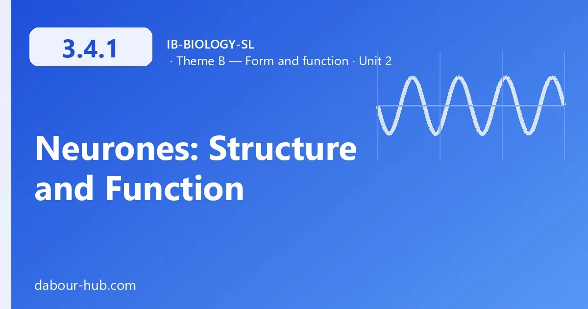 3.4.1 Neurones: Structure and Function