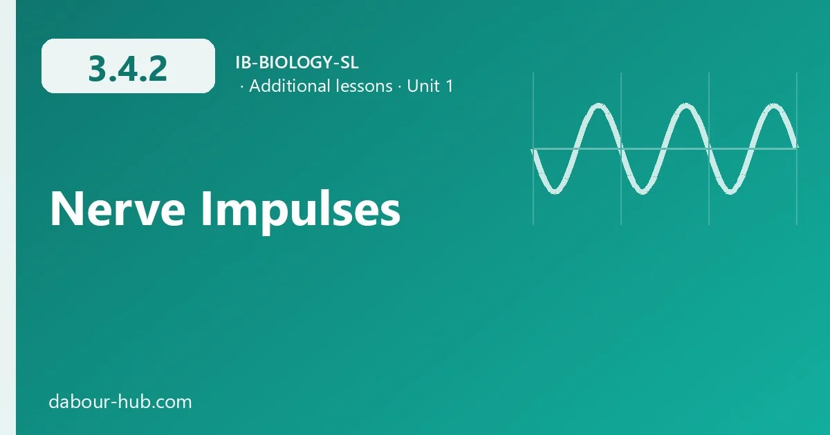 3.4.2 Nerve Impulses