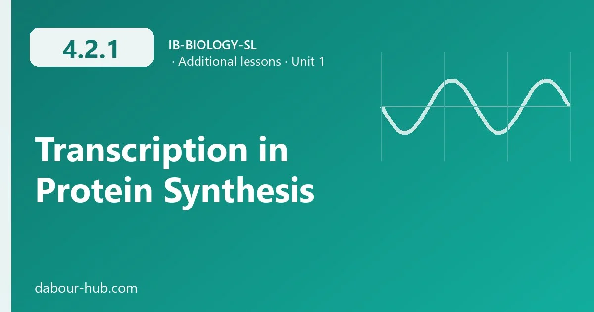 4.2.1 Transcription in Protein Synthesis