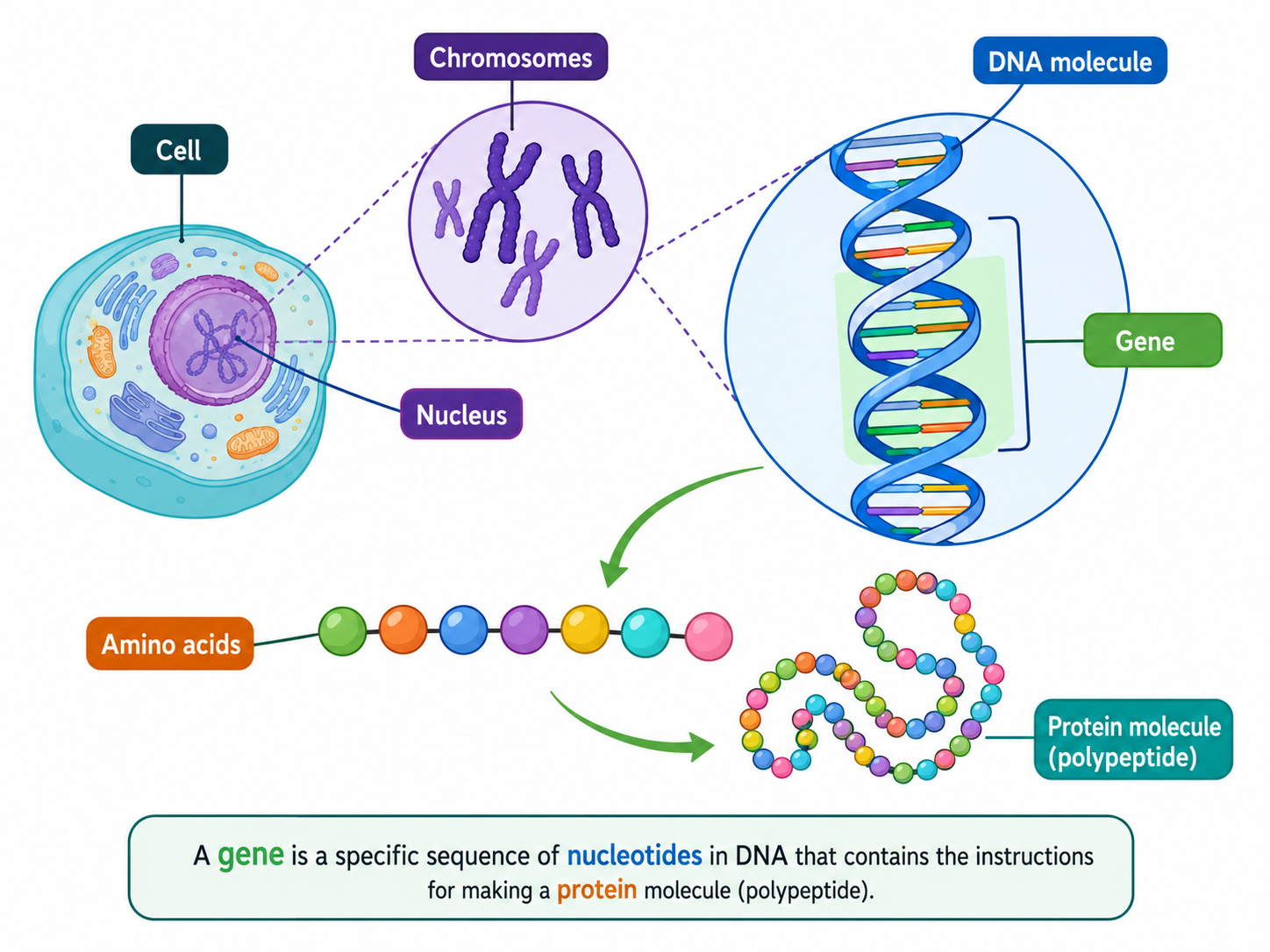 Properties of the genetic code